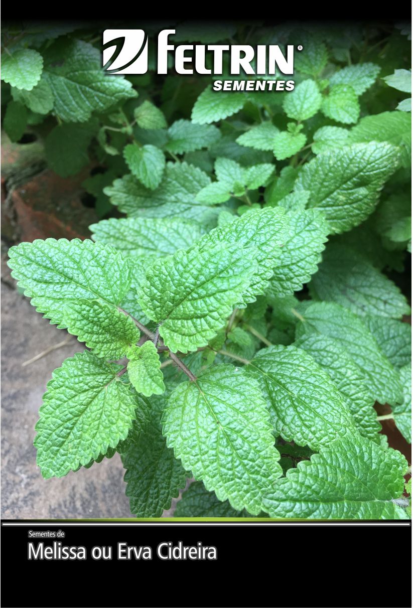 SEM MANJERICAO VERDE FINO FRANCES  - GOLDEN  (SOB ENCOMENDA)