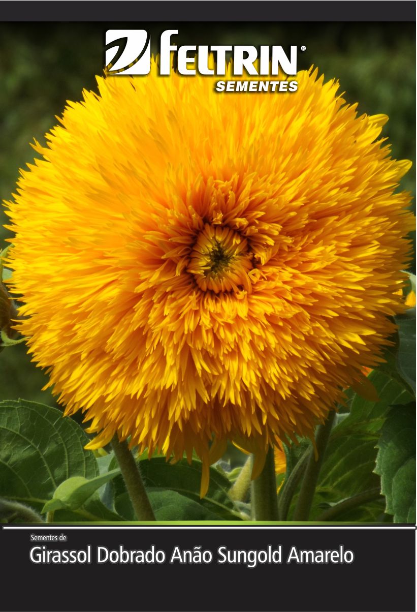 SEM FLOR GIRASSOL DOBRADO ANAO SUNGOLD AMARELO - GOLDEN