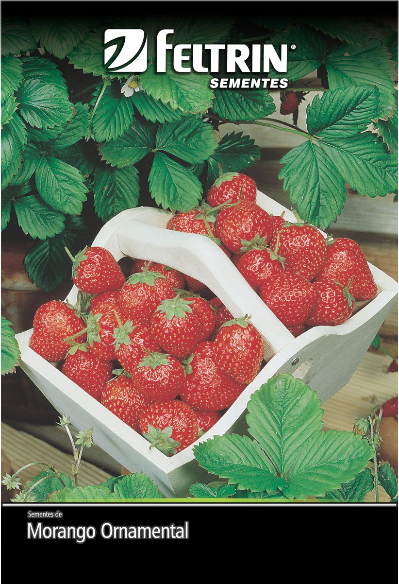 SEM FLOR MORANGO VERMELHO RUGE - ECONOMICA