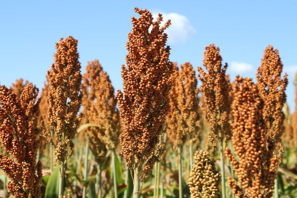 SEMENTE SORGO BRS PONTA NEGRA 20 KG