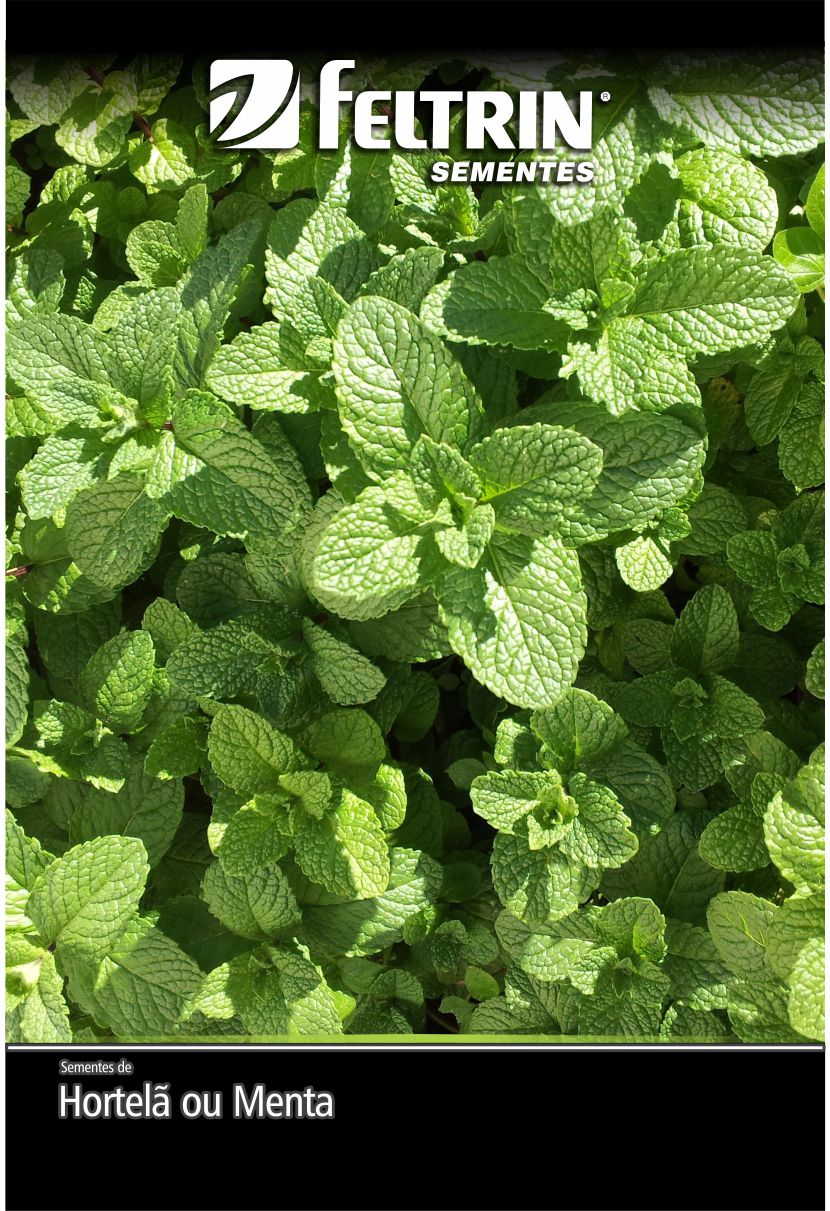 SEM TEMPERO HORTELA OU MENTA PIPERITA - GOLDEN