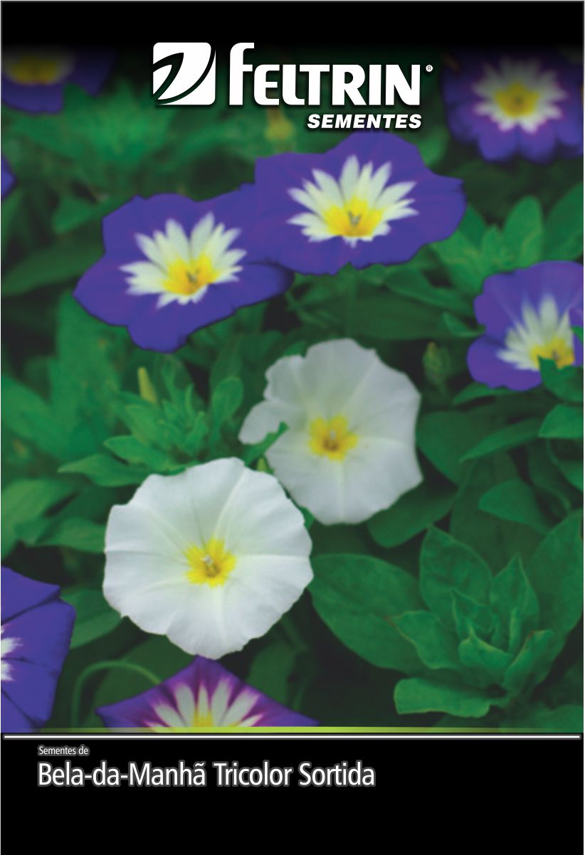 SEM FLOR BELA DA MANHA SORTIDA - GOLDEN