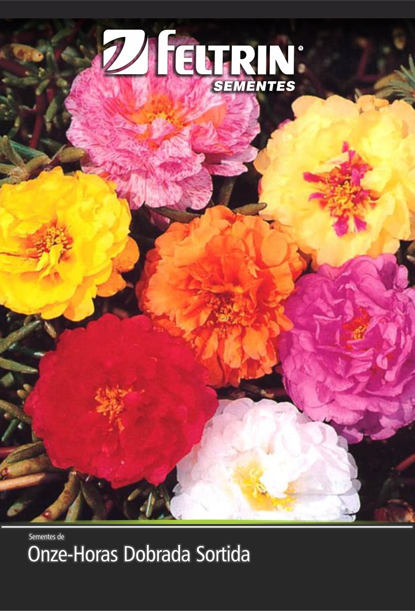 SEM FLOR ONZE HORAS DOBRADA SORTIDA - GOLDEN