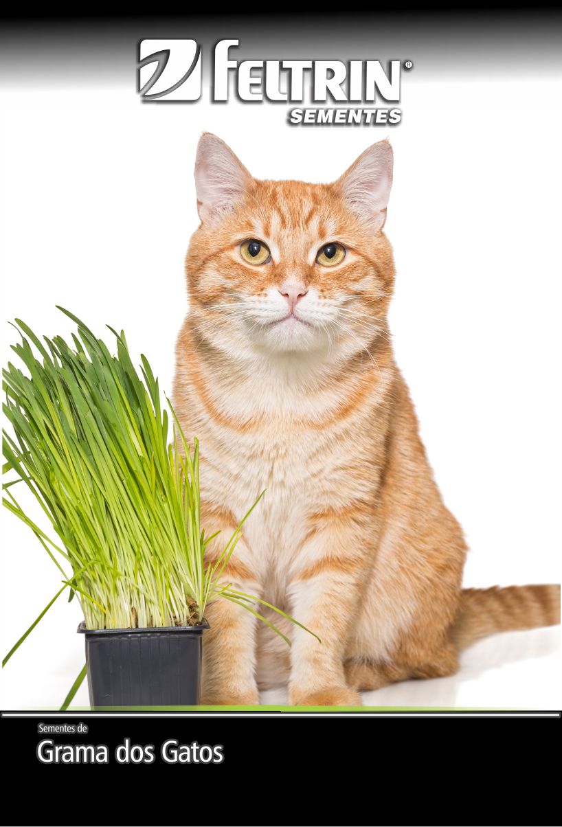 SEM TEMPERO GRAMA DOS GATOS - GOLDEN