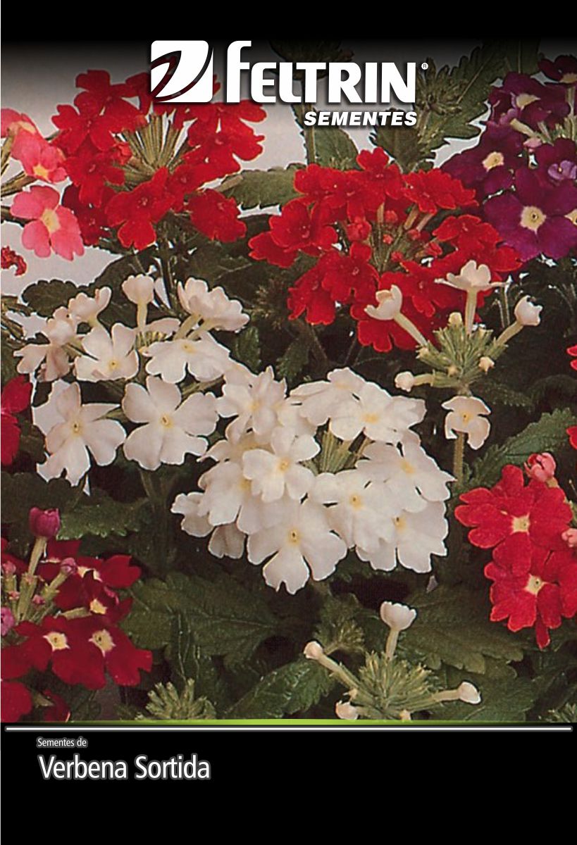 SEM FLOR VERBENA NANA COMPACTA SORTIDA - GOLDEN  SOB ENC