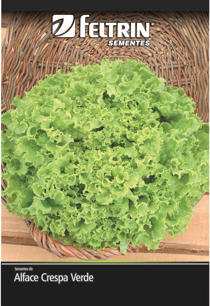 SEM ALFACE MONICA SF 31 - ECONOMICA