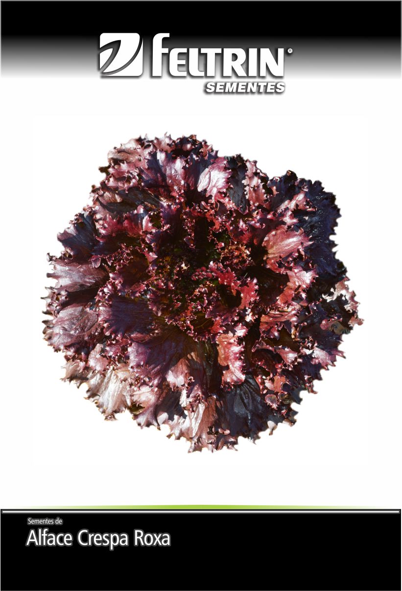 SEM ALFACE CARMELA CRESPA ROXA - ECONOMICA