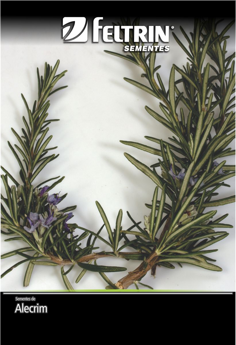 SEM TEMPERO ALECRIM ORVALHO DO MAR - GOLDEN