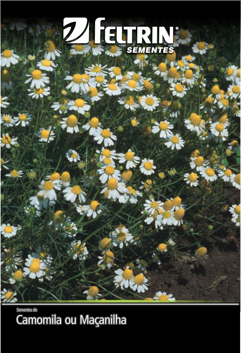 SEM FLOR CAMOMILA OU MACANILHA DY 20 ENV