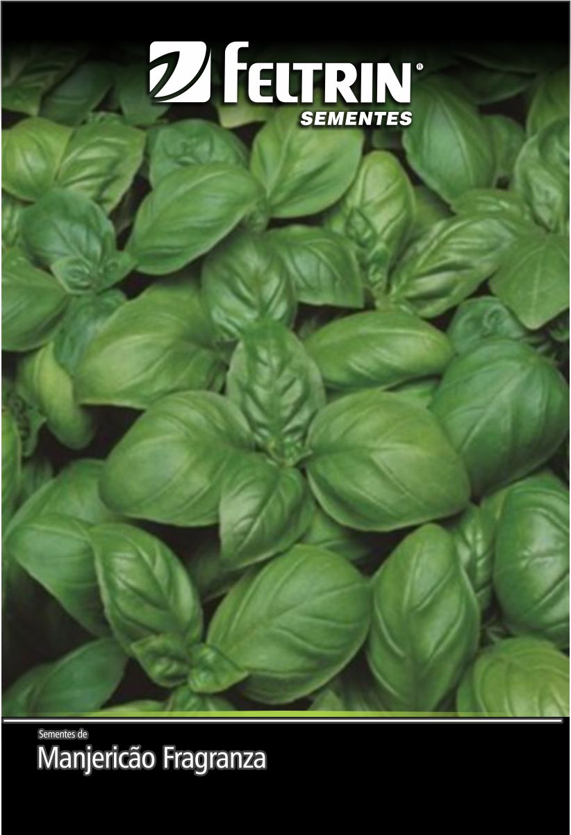 SEM TEMPERO MANJERICAO FRAGANZA - GOLDEN  SOB ENCOMENDA