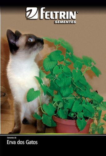 SEM TEMPERO ERVA DOS GATOS - GOLDEN