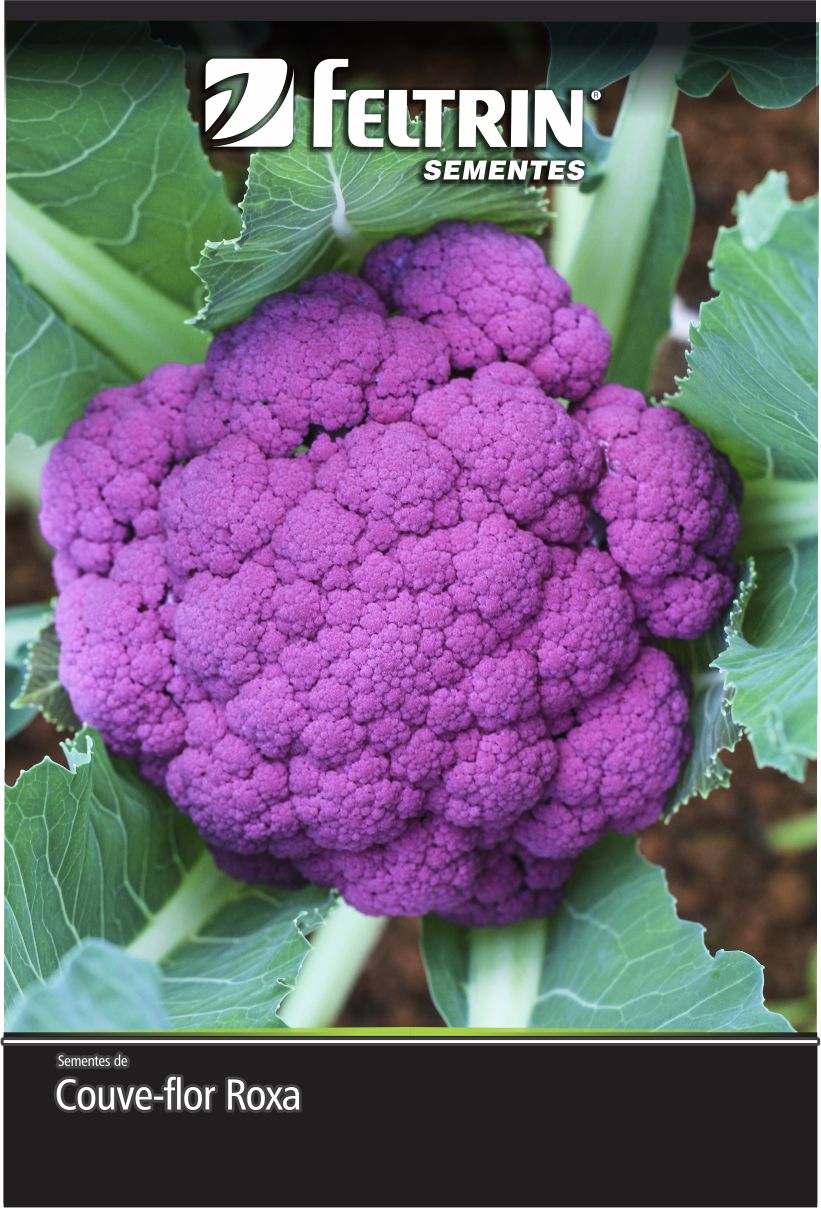 SEM COUVE FLOR FILIPINAS - GOLDEN