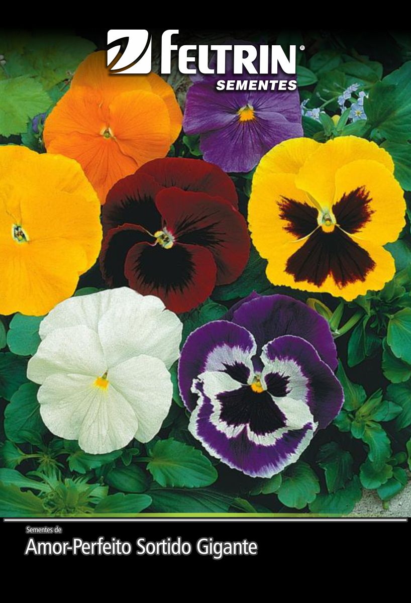 SEM FLOR AMOR PERFEITO SORTIDO GIGANTE - GOLDEN