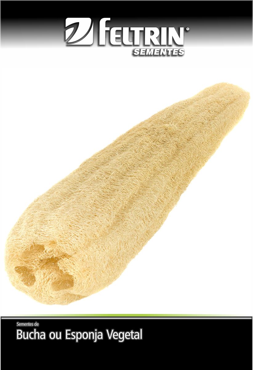 SEM ESPONJA BUCHA BOB SOB ENCOMENDA - GOLDEN