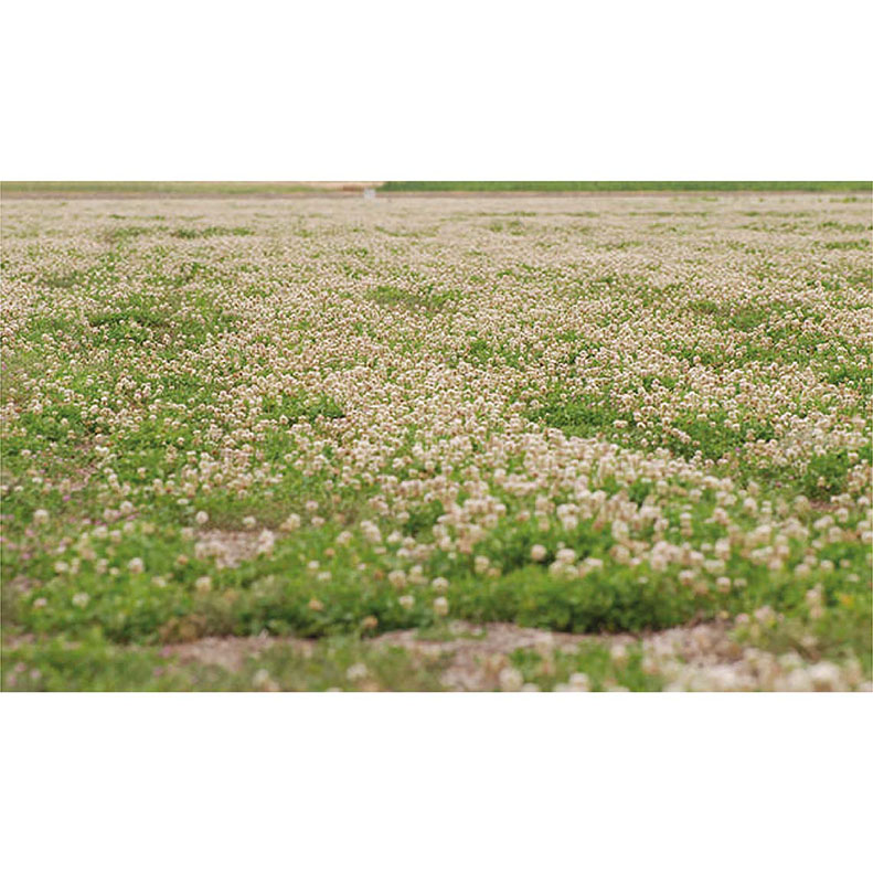 SEMENTE DE TREVO BRANCO ARGOS 5 KG