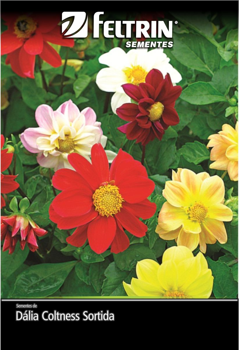 SEM FLOR DALIA COLTNESS SORTIDA - GOLDEN