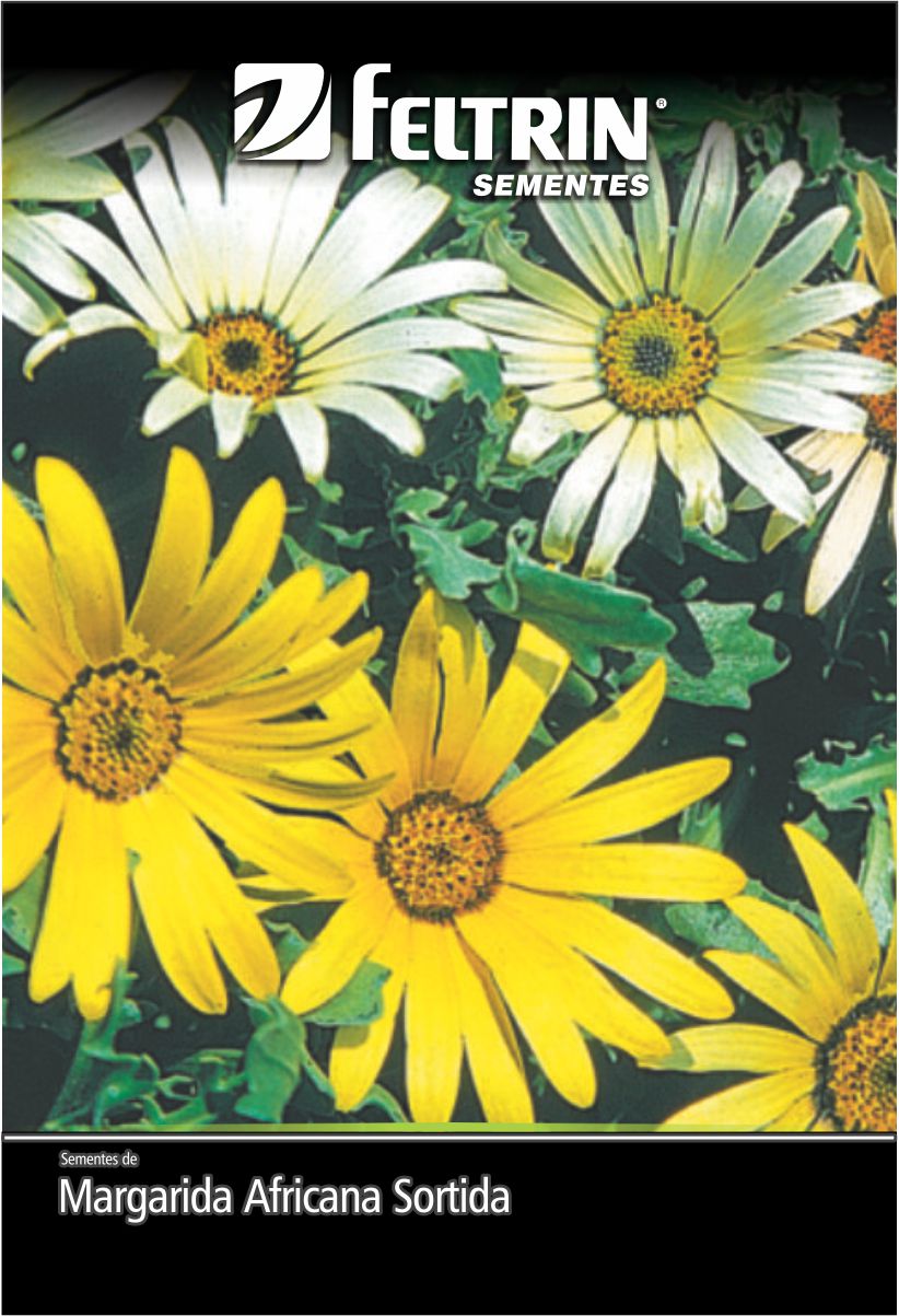 SEM FLOR MARGARIDA AFRICANA - GOLDEN
