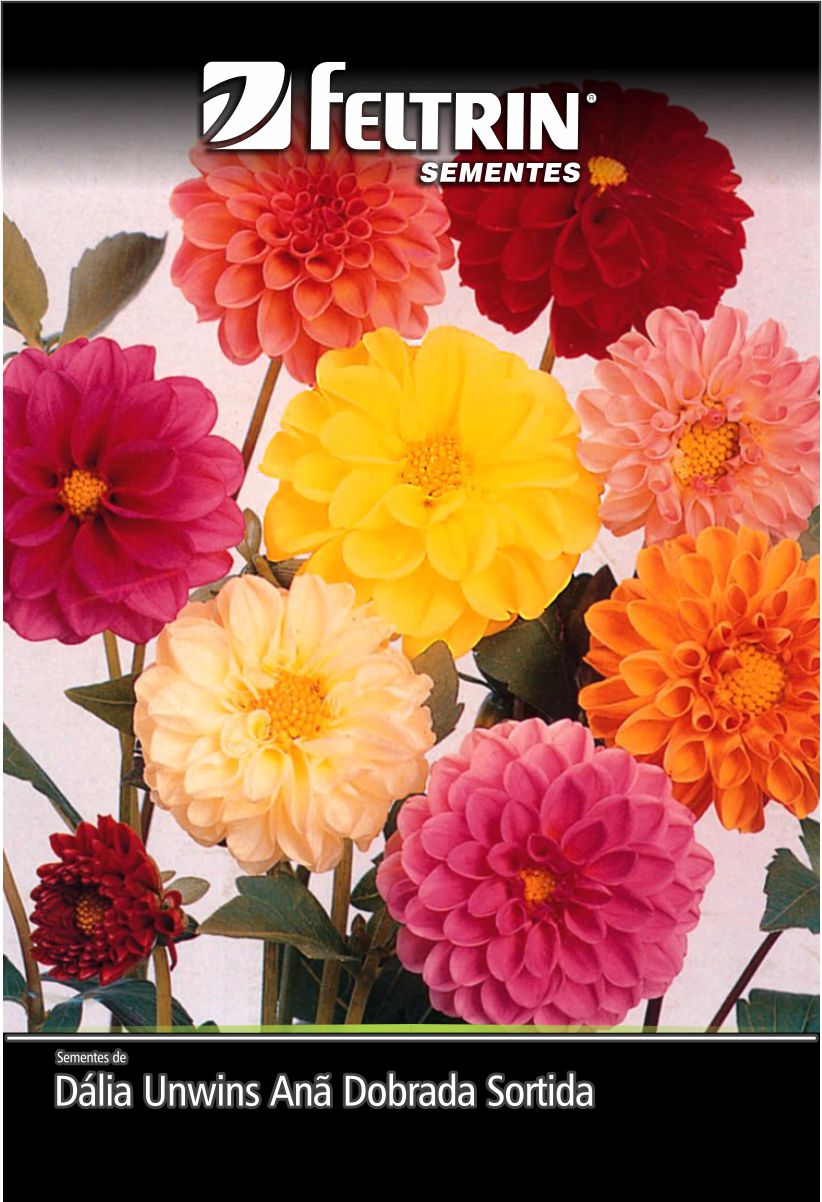 SEM FLOR DALIA UNWINS ANA DOBRADA SORTIDA - GOLDEN