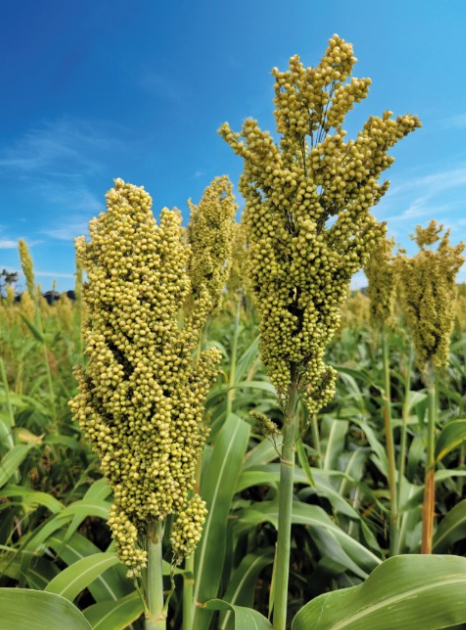 SEMENTE DE SORGO NUSIL 406 ELITE