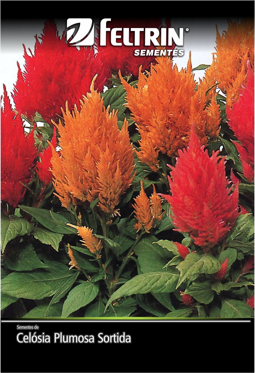 SEM FLOR CELOSIA PLUMOSA SORTIDA - GOLDEN