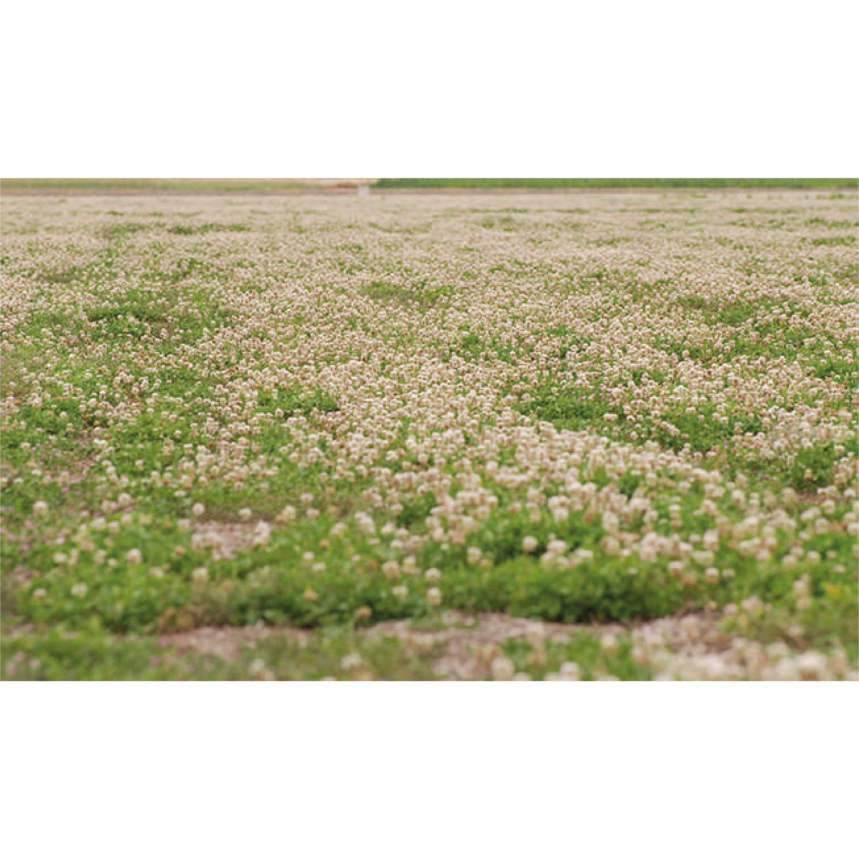 SEMENTE DE TREVO BRANCO GOLIATH 5 KG