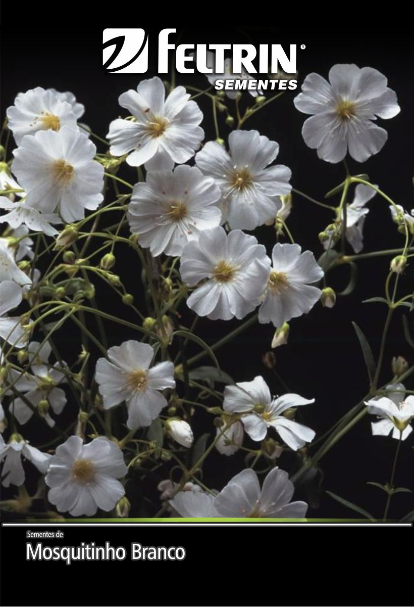 SEM FLOR MOSQUITINHO BRANCO - GOLDEN