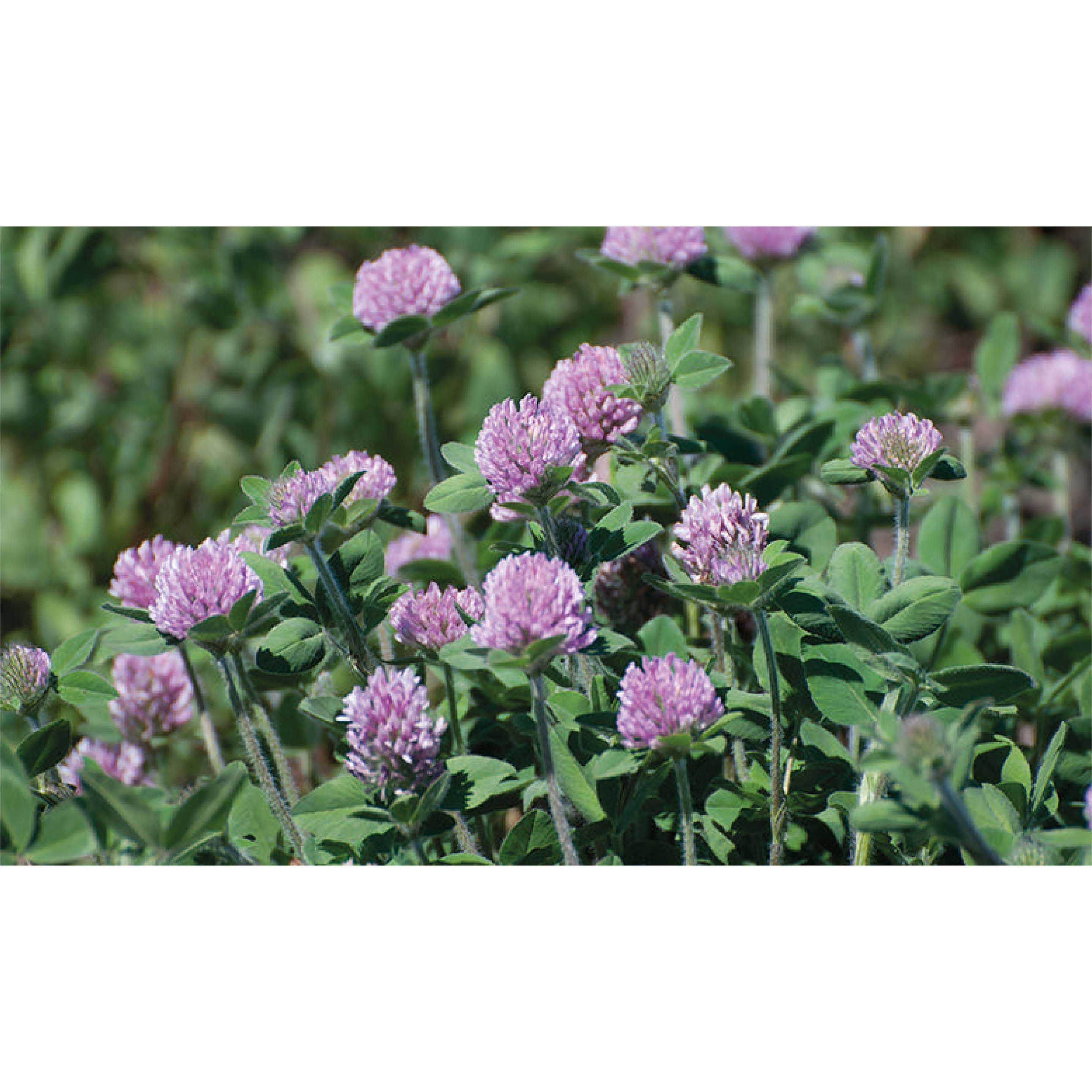 SEMENTE DE TREVO VERMELHO CRATOS 5 KG