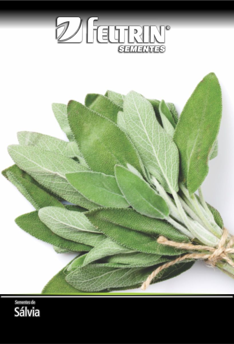 SEM TEMPERO SALVIA - GOLDEN