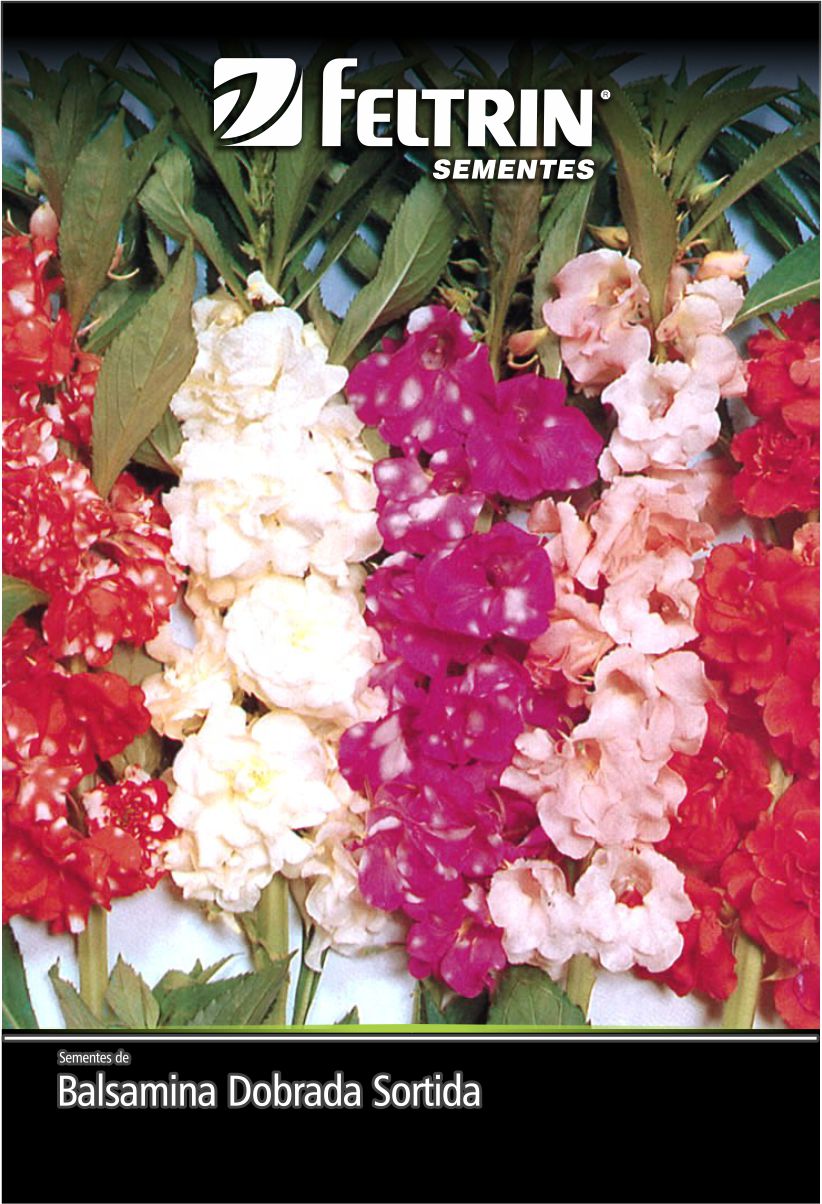 SEM FLOR BALSAMINA DOBRADA SORTIDA - GOLDEN