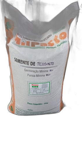 SEMENTE DE TEOSINTO (ZEA MAYS L. SUBSP. MEXICANA) ESPECIE