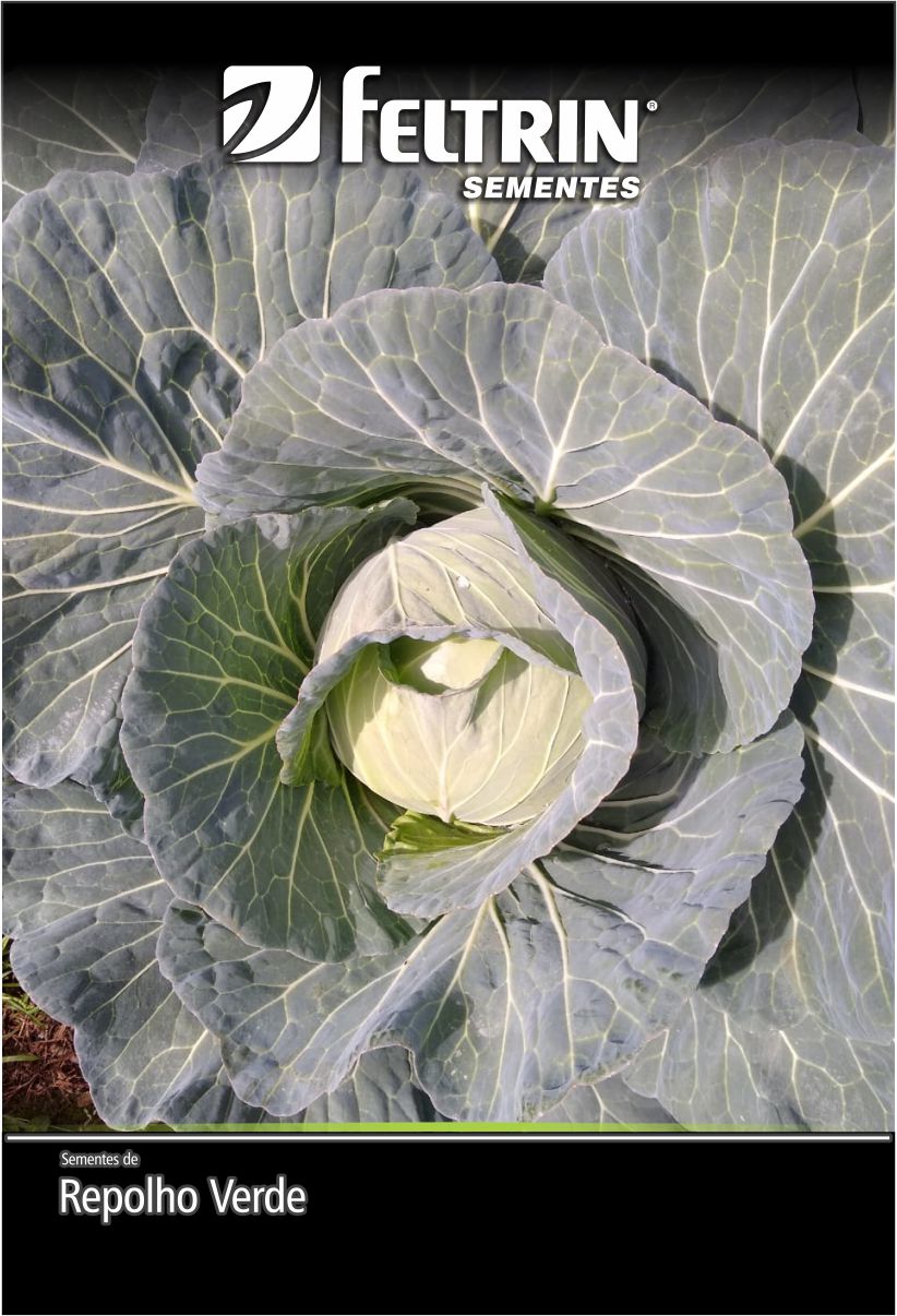 SEM REPOLHO CORACAO DE BOI GIGANTE - ECONOMICA