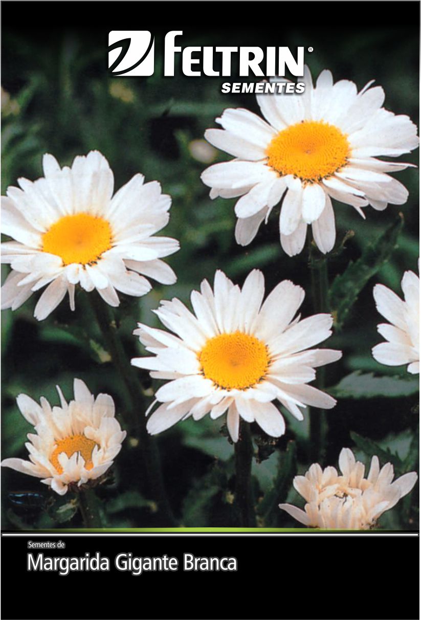 SEM FLOR MARGARIDA GIGANTE BRANCA - GOLDEN
