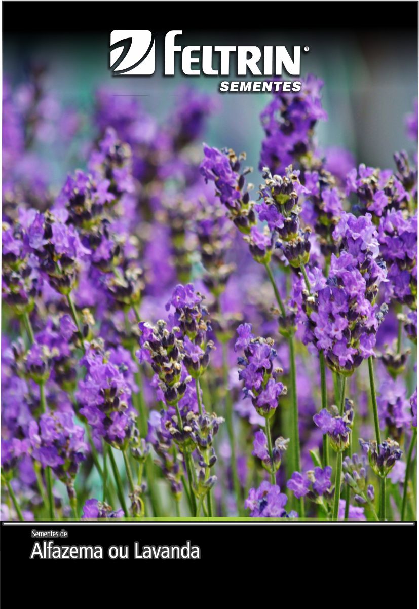 SEM FLOR ALFAZEMA OU LAVANDA - GOLDEN